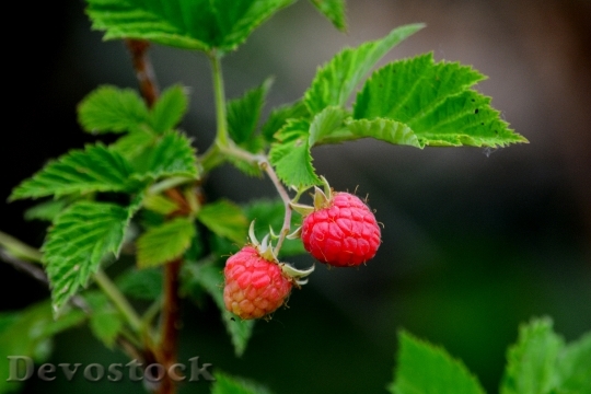 Devostock Raspberry Plant Fruit 368159