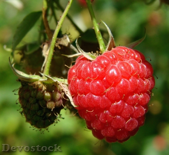Devostock Raspberry Red Fruit Wild
