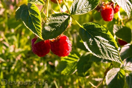 Devostock Raspberry Sun Fruits Sweet