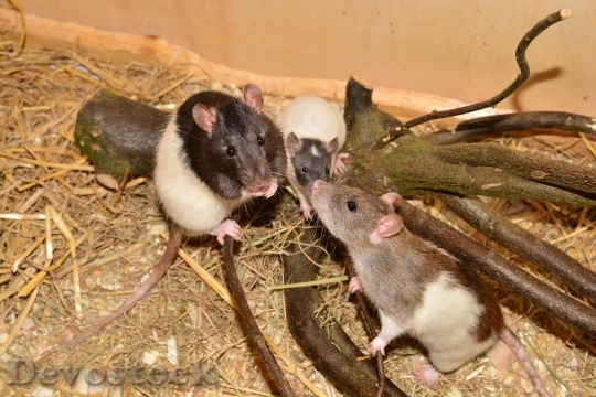 Devostock Rat Animal Rodent Image 0