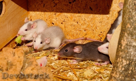 Devostock Rat Rodents Eat Family