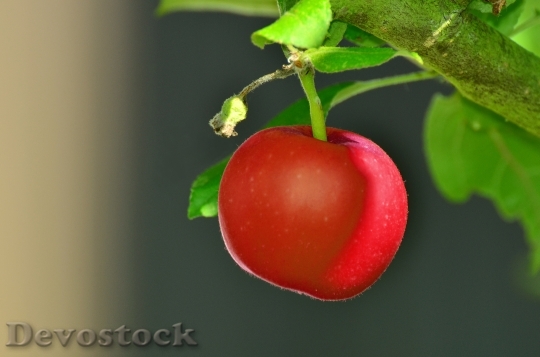 Devostock Red Apple Tree Apple