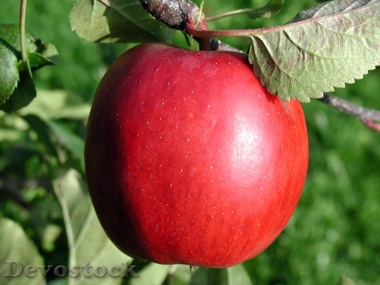 Devostock Red Apple With Leaf