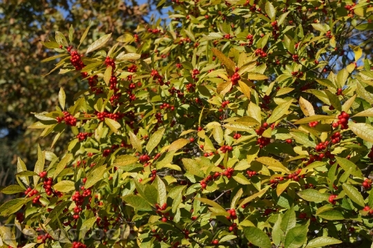 Devostock Red Autumn Berry