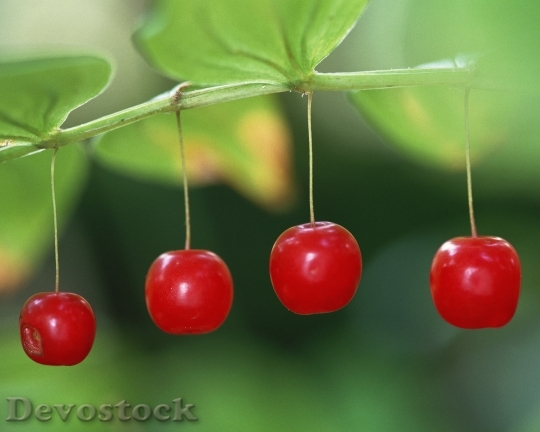 Devostock Red Berries Fresh Medium