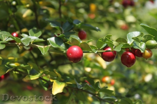 Devostock Red Berry Tree Fruit