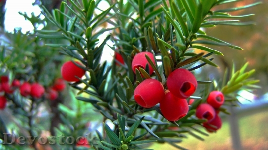 Devostock Red Berry Yew Tree