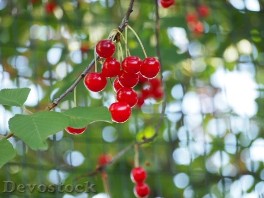 Devostock Red Cherries Fruit Cherry 0
