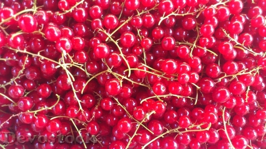Devostock Red Currant Fruit Berry