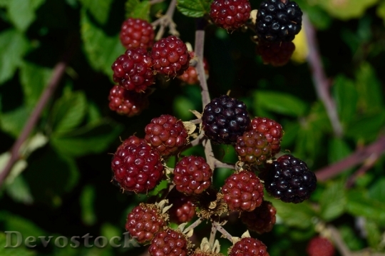 Devostock Red Fruits Blueberries Fruits