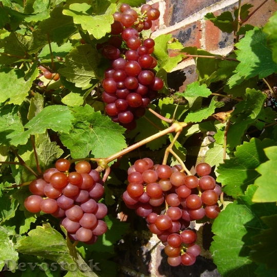 Devostock Red Grapes Vine Grapes
