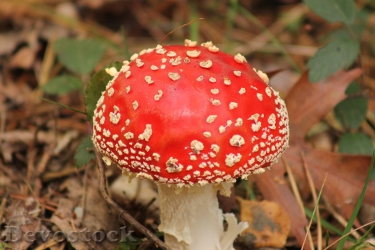 Devostock Red Mushroom Flora Red