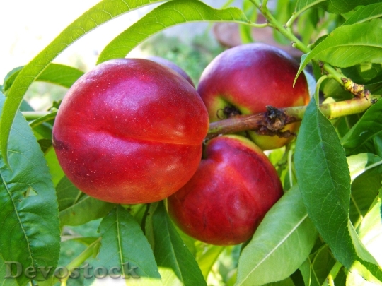 Devostock Red Peach Ripe Fruit 2