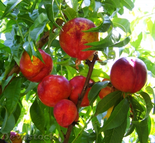 Devostock Red Peach Ripe Fruit