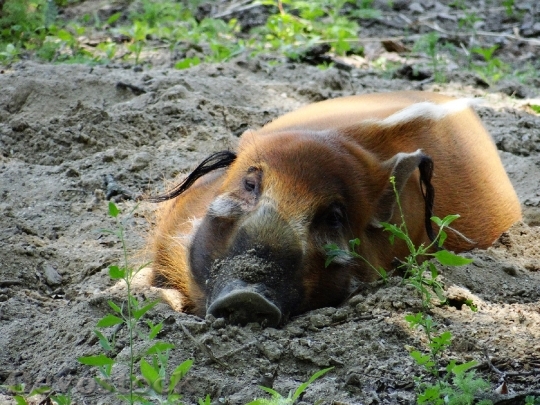 Devostock Red River Hog Pig