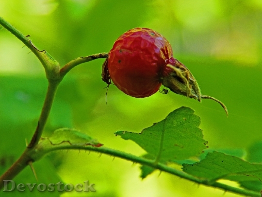 Devostock Red Rose Hip Bug