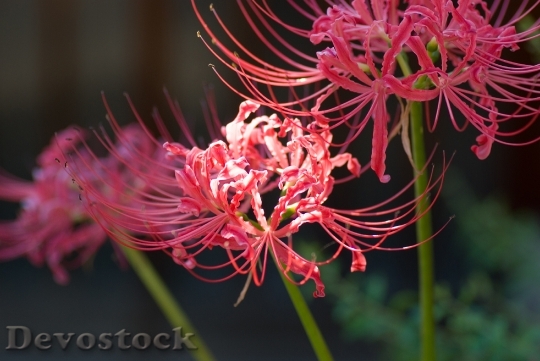 Devostock Red Spider Lily October