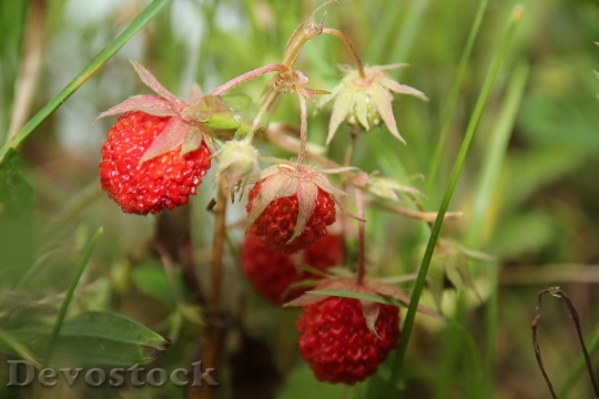 Devostock Red Strawberries Wild Strawberries