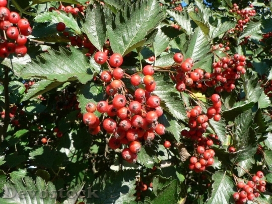 Devostock Red Tree Berries