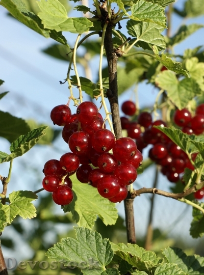 Devostock Redcurrant Fruit Healthy Fresh