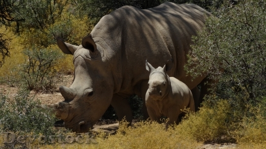 Devostock Rhinoceros Parents Family Rhino