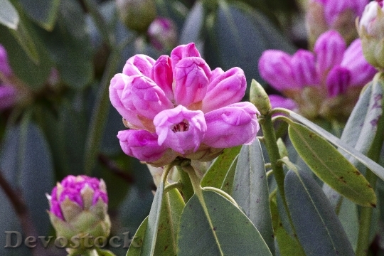 Devostock Rhododendron Grapey Doldentraubig 130000