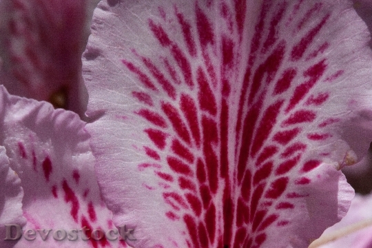 Devostock Rhododendron Single Flower Blossom 0