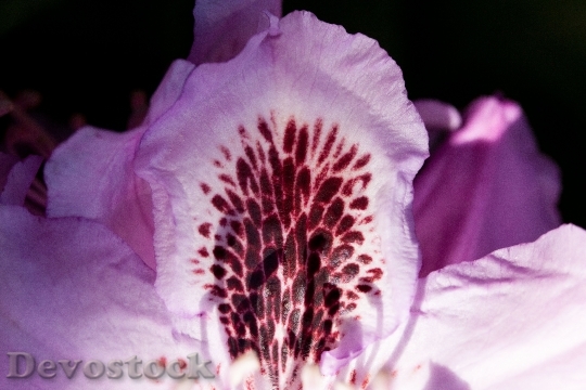 Devostock Rhododendron Single Flower Blossom 2