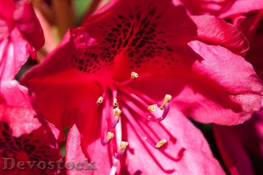 Devostock Rhododendron Single Flower Blossom 4