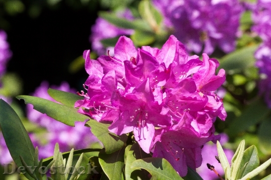 Devostock Rhododendron Traub Notes Doldentraub 11