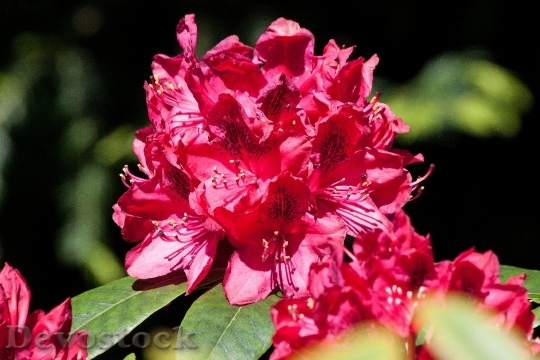 Devostock Rhododendron Traub Notes Doldentraub 2