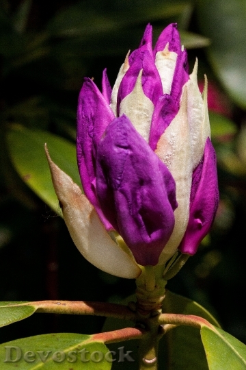 Devostock Rhododendron Traub Notes Doldentraub