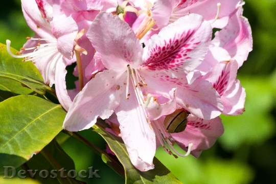 Devostock Rhododendron Traub Notes Doldentraub 8