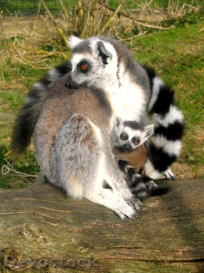 Devostock Ring Tailed Lemur 19
