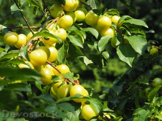 Devostock Ringlotte Yellow Plums Fruit 0