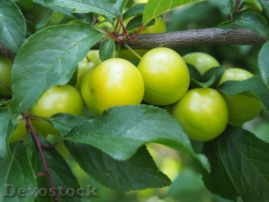 Devostock Ringlotte Yellow Plums Fruit