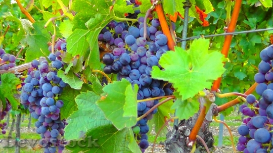 Devostock Ripe Harvest Landscape Grape
