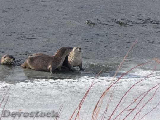 Devostock River Otter