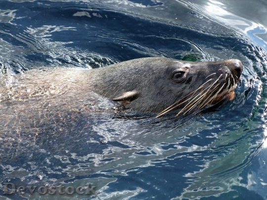 Devostock Robbe Fur Seal Arctocephalinae