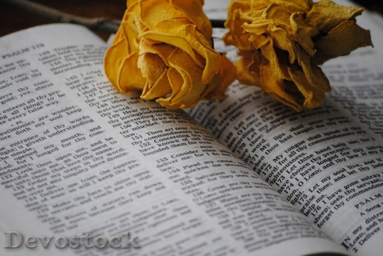 Devostock Rose Bible Book Religious