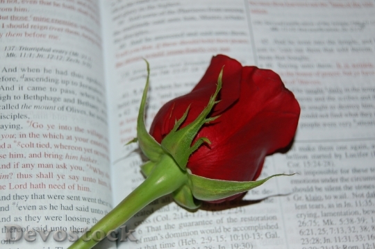 Devostock Rose Bible Words Religion