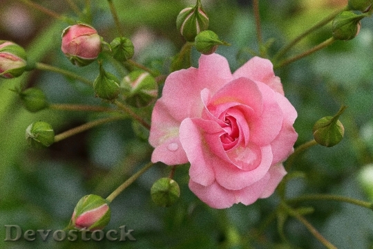 Devostock Rose Blossom Bloom Pink 29