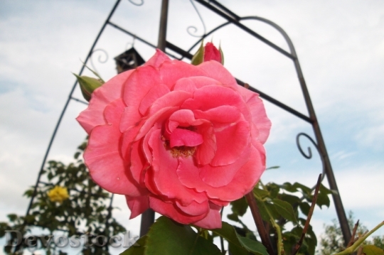 Devostock Rose Fill Nature Plant