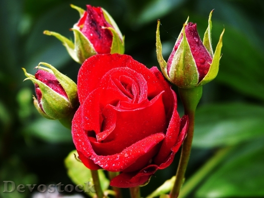 Devostock Rose Floribunda Red Flower