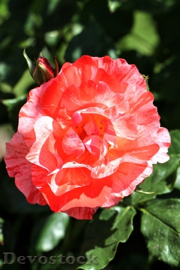 Devostock Rose Flower Blossom Bloom 80