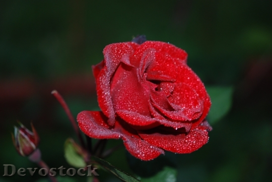 Devostock Rose Flower Drops Plant