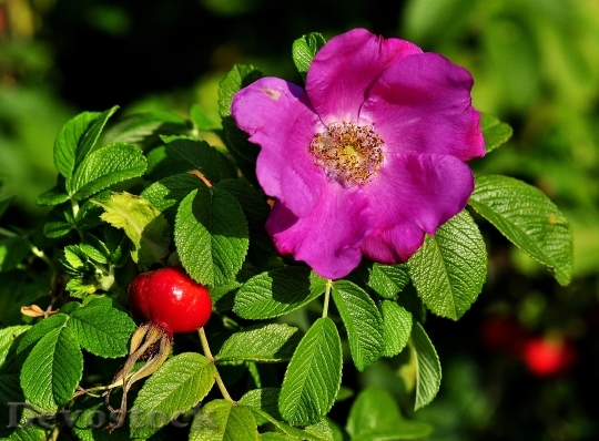 Devostock Rose Fruit Flower Rosebush