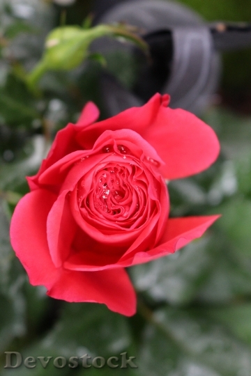Devostock Rose Garden Blossom Bloom 2