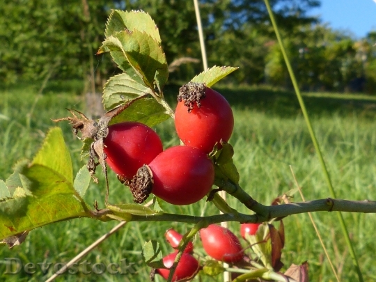 Devostock Rose Hip Berries Fruit