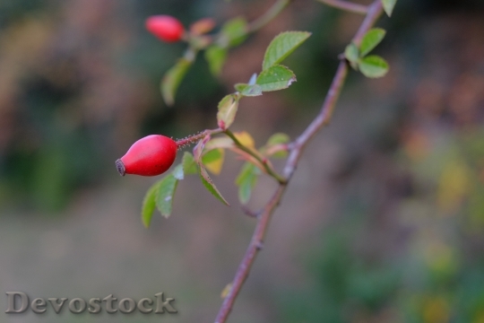 Devostock Rose Hip Berry Branch